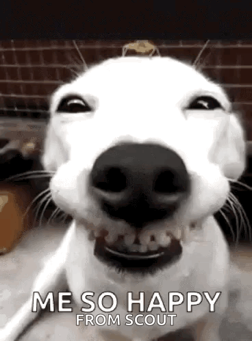 White Dog Funny Face Says Me So Happy From Scout