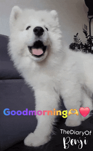 White Dog Good Morning the Diary of Benji