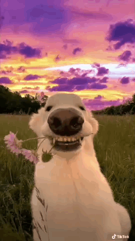 White Dog Holding Flower