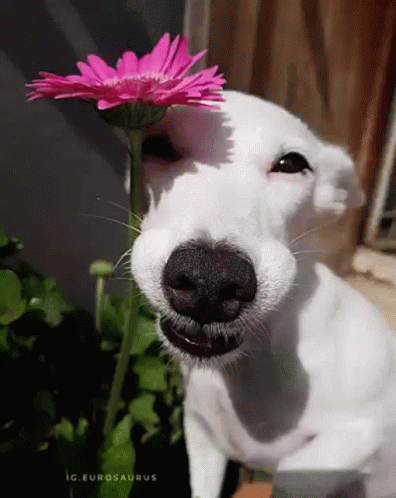 White Dog Holding Pink Flower GIF