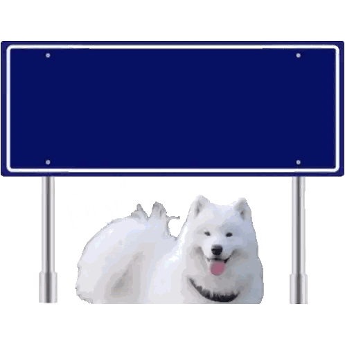 White Dog in Front of Amsterdam Sign