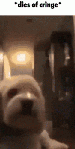 White Dog Laying in Dark Room Dies of Cringe