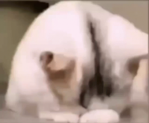 White Dog Laying on Bed