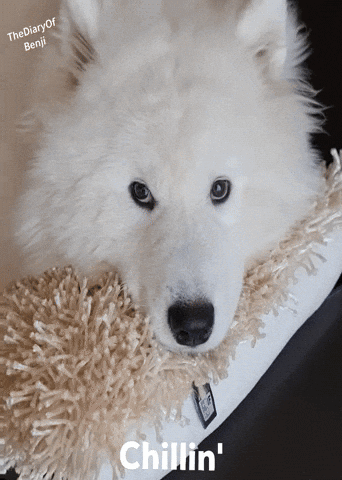 White Dog Laying on Blanket Chillin
