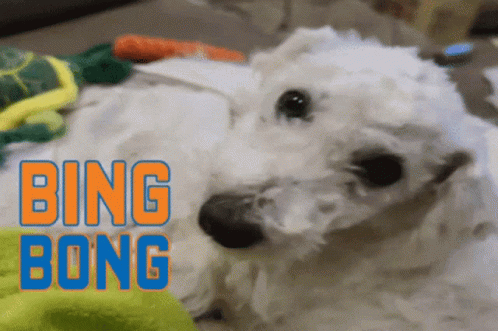 White Dog Laying on Floor Bing Bong
