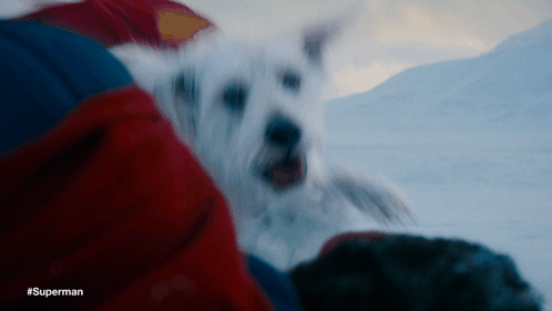 White Dog Laying on Lap With Superman
