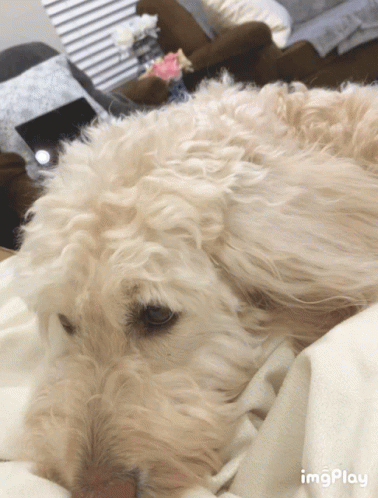 White Dog Laying on White Blanket with imgplay