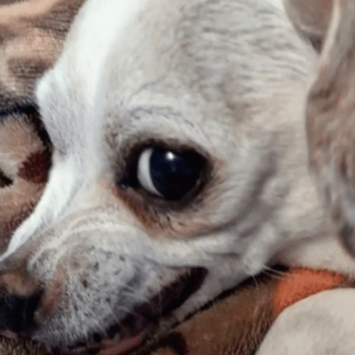 White Dog Lying on Leopard Print Blanket