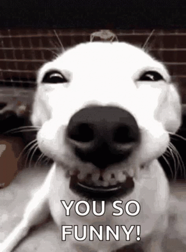 White Dog Making Funny Face Saying You So Funny GIF