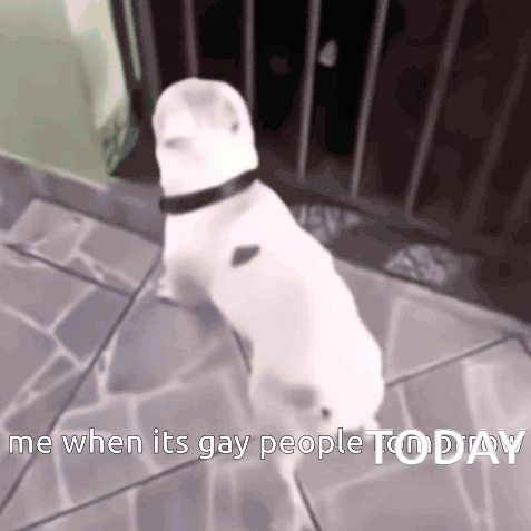 White Dog Me When Its Gay People Today GIF