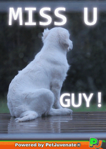 White Dog Miss U Guy