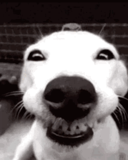 White Dog Mouth Open