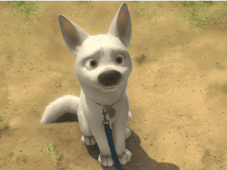 White Dog on Leash With Tag