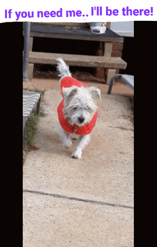 White Dog Red Sweater If You Need Me GIF