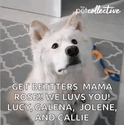 White Dog Saying Get Bet Better Mama Rose