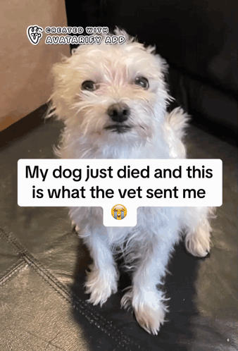 White Dog Saying My Dog Just Died