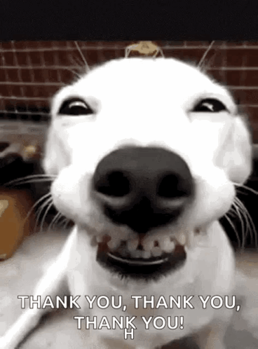 White Dog Saying Thank You