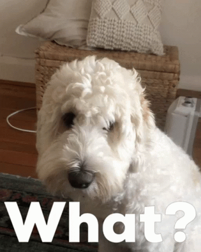 White Dog Saying What