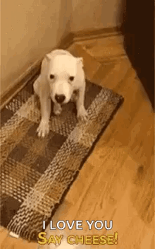 White Dog Says I Love You Say Cheese