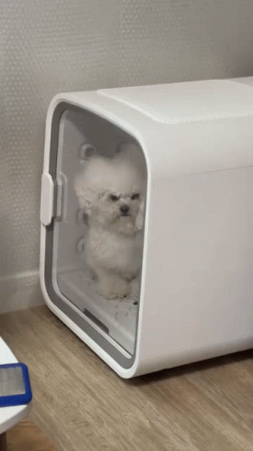 White Dog Sitting in Box