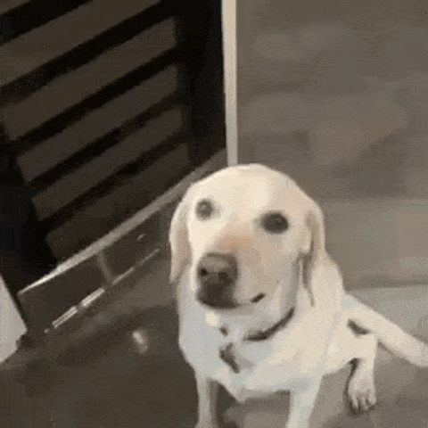 White Dog Sitting in Front of Door