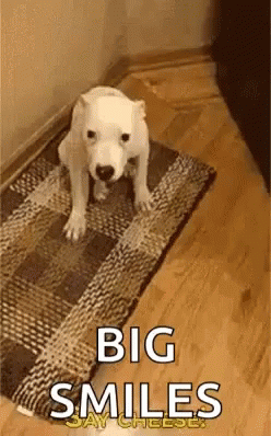 White Dog Sitting on Rug Big Smiles