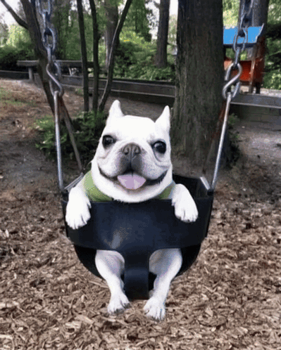 White Dog Sitting on Swing