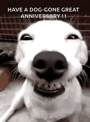 White Dog Smiling and Making Funny Face