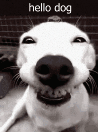 White Dog Smiling Black and White Hello Dog