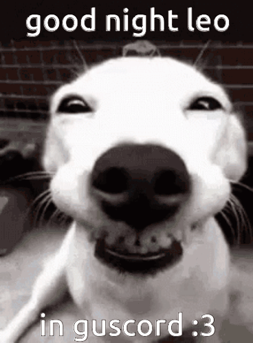 White Dog Smiling Good Night Leo GIF
