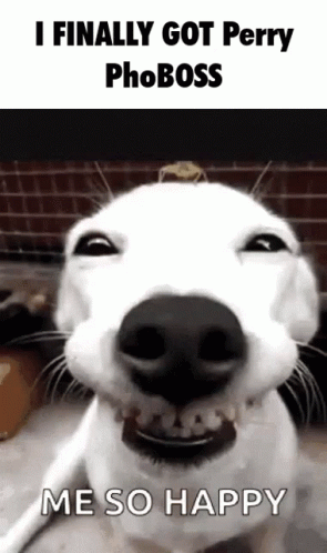 White Dog Smiling I Finally Got Perry Phoboss Me So Happy GIF
