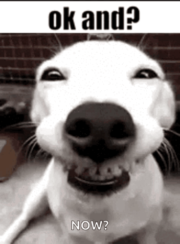 White Dog Smiling Saying Ok And Now GIF