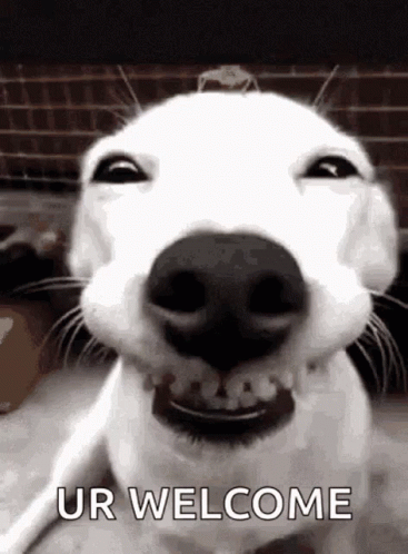 White Dog Smiling Says Ur Welcome