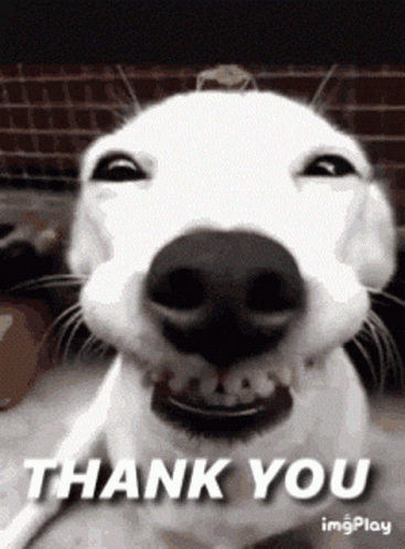 White Dog Smiling Thank You
