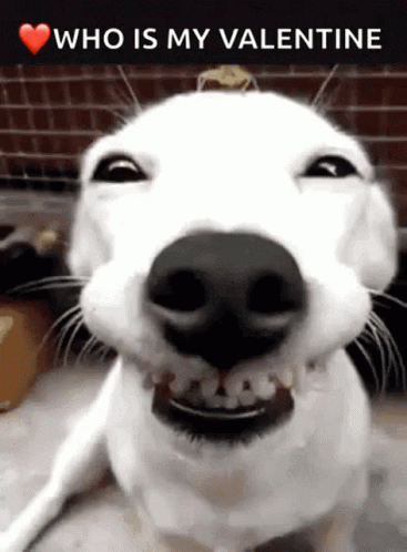 White Dog Smiling Who Is My Valentine