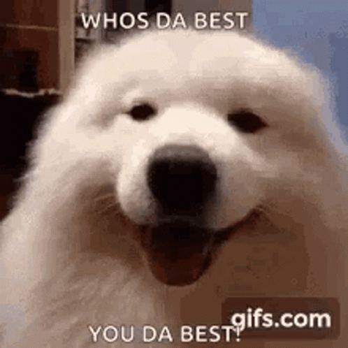 White Dog Smiling Whos Da Best