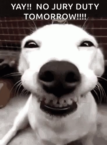 White Dog Smiling Yay No Jury Duty Tomorrow