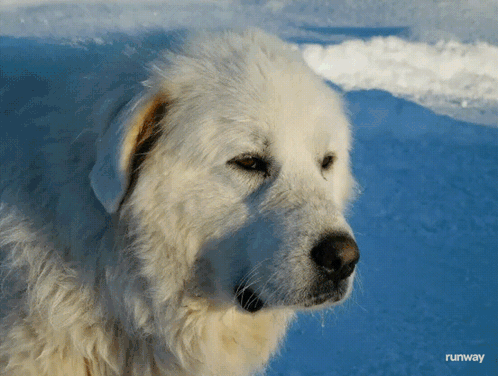White Dog Standing in Snow Runway