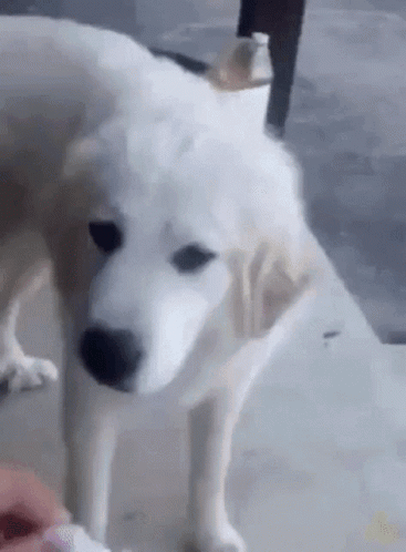 White Dog Standing on Concrete Floor Looking at Person