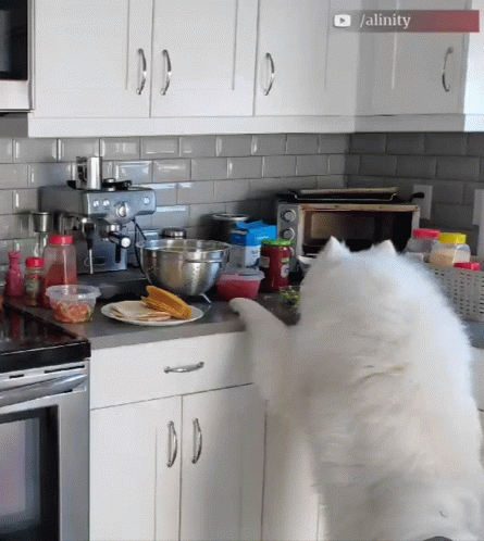 White Dog Standing on Hind Legs in Kitchen