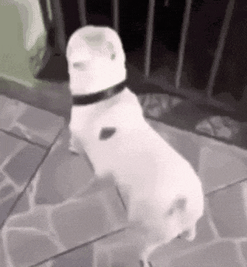 White Dog Standing on Hind Legs with Black Collar