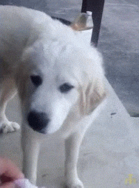 White Dog Standing on Sidewalk