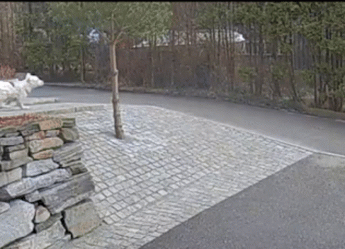 White Dog Standing On Stone Wall Next To Tree GIF