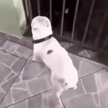 White Dog Standing With Hat And Collar GIF