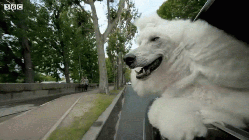 White Dog Sticking Head Out Car Window BBC