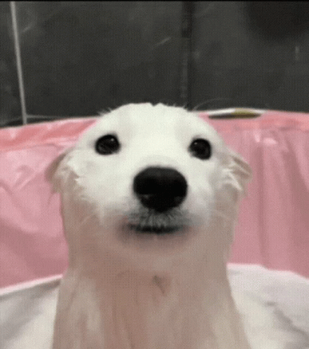 White Dog Taking Bath in Pink Tub