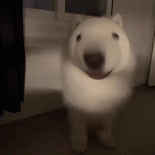 White Dog Tongue Out In Dark Room GIF