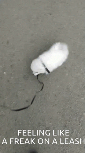 White Dog Walking On Leash GIF