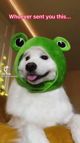 White Dog Wearing Green Frog Hat Whoever Sent You This