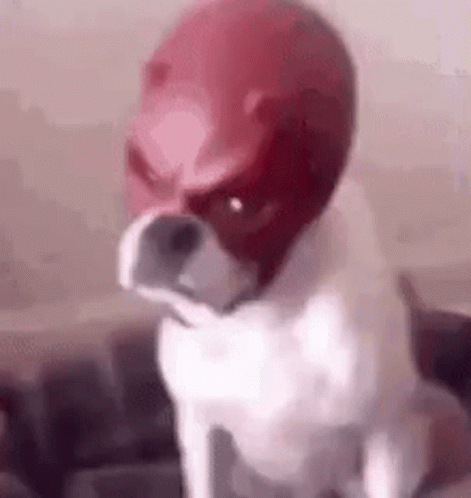 White Dog Wearing Red Daredevil Mask